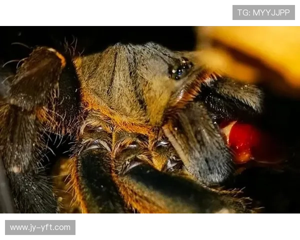 蜘蛛直播体育引领体育观赛新潮流